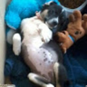 Meet your Posher, Genie